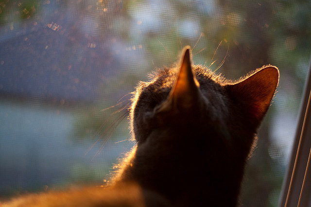 开云体育APP下载-破局与救赎，澳大利亚对阵塞内加尔，伊布非典型杀伤塑造比赛拐点